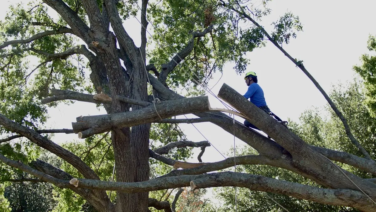 Professional Crown Thinning performed by certified arborists in Luna