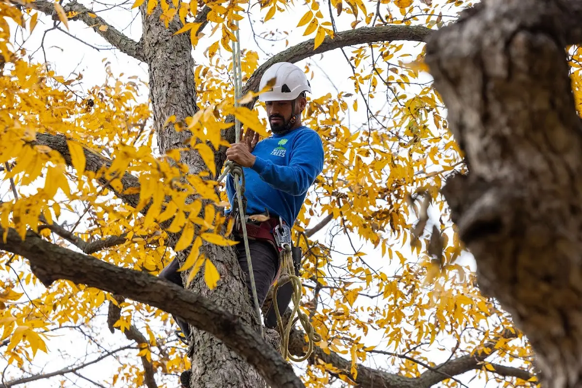 Skilled Tree Trimming crew working in Luna